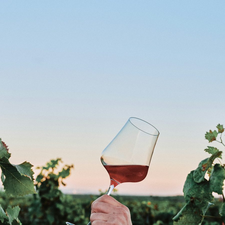 A glass of red wine raised in a vineyard at sunset
